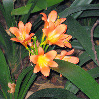 Edvard Julius Eikill