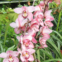 Olaug Martine Hestnes